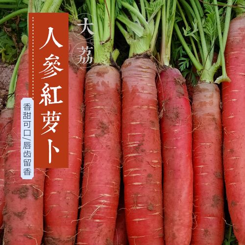 现挖沙地水果红萝卜农家红皮红心新鲜脆甜沙窝生吃胡萝卜蔬菜