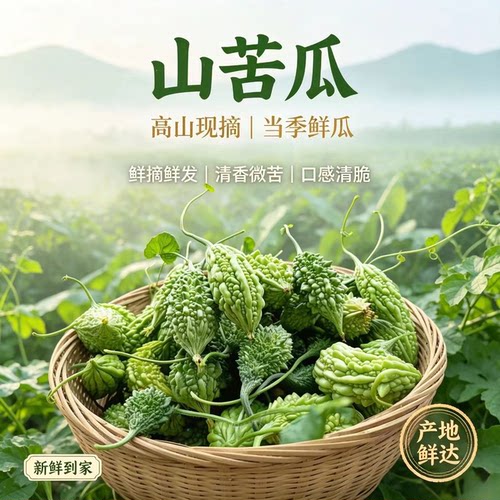 福建网红迷你野生山苦瓜鲜果新鲜现摘小苦瓜炖汤清炒凉拌金铃子