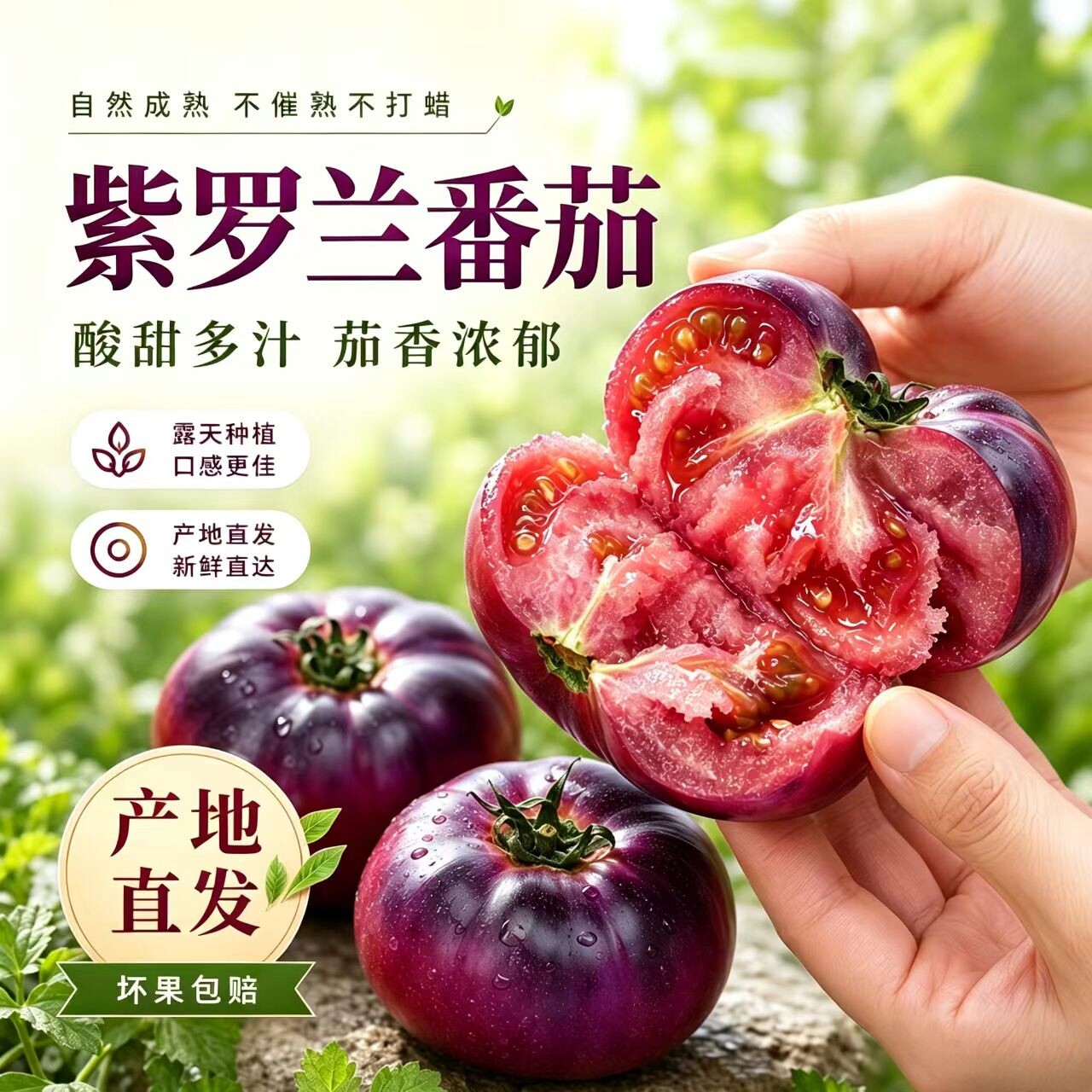 顺丰速运山东紫罗兰番茄新鲜现摘丑番茄火山紫马蹄番茄生吃西红柿