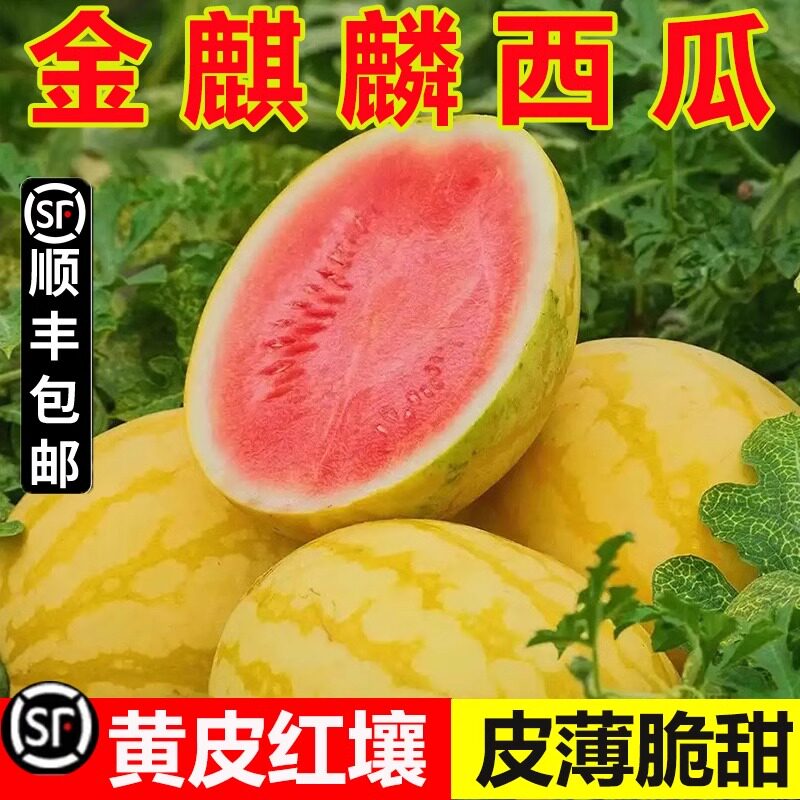 顺丰 黄皮红心金麒麟西瓜现货黄皮红瓤超甜薄皮礼品水果西瓜礼盒