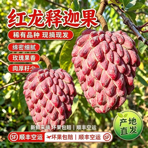 【顺丰空运】稀有红龙释迦果现摘玫瑰释迦大果海南番荔枝送礼