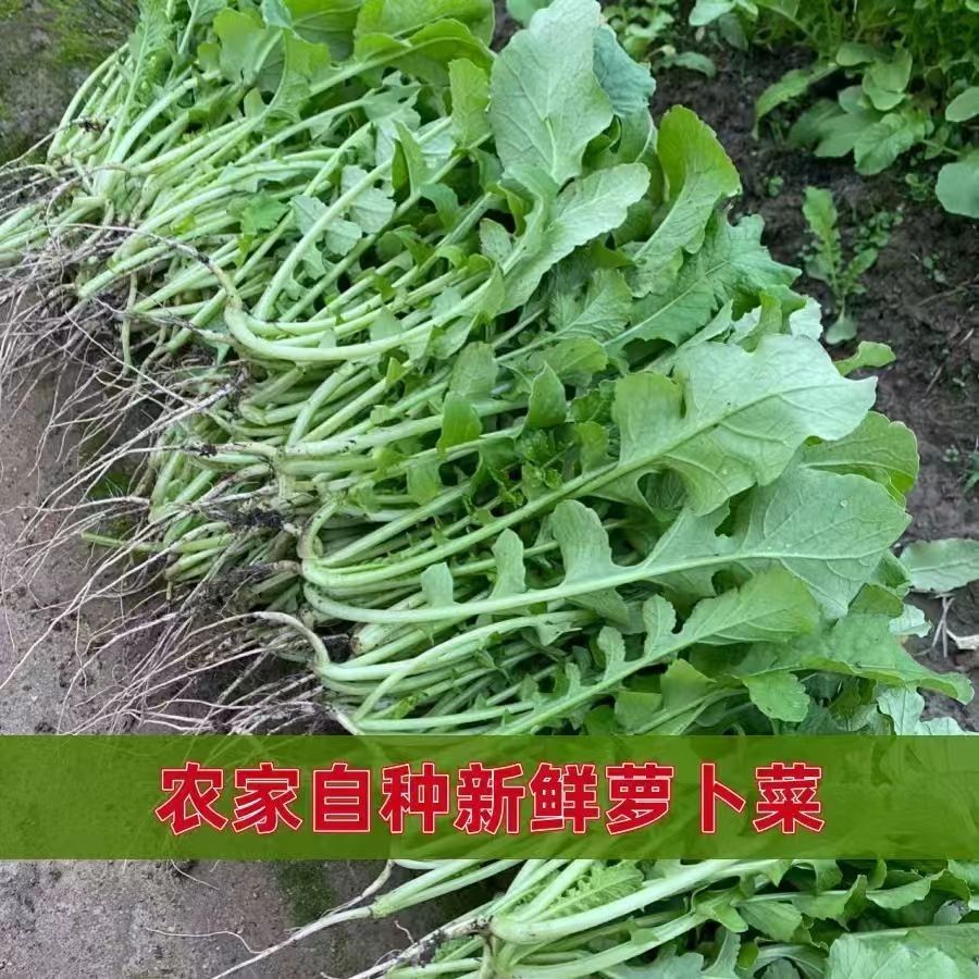 农家新鲜萝卜菜萝卜叶子萝卜缨子当天现拔现发可以腌制鲜嫩特产