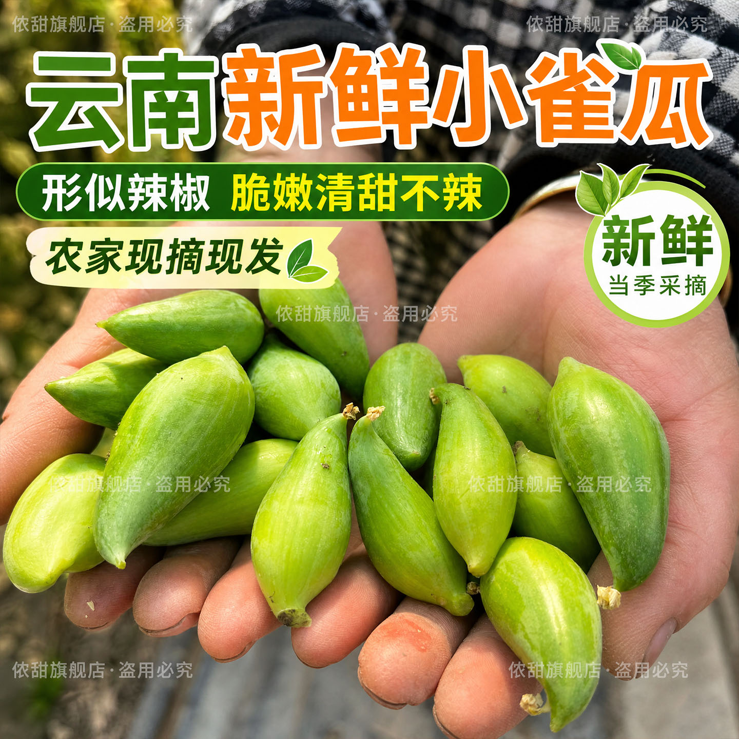 云南德宏特产新鲜蔬菜小雀瓜小角瓜美味素食新鲜现摘时令蔬菜包邮