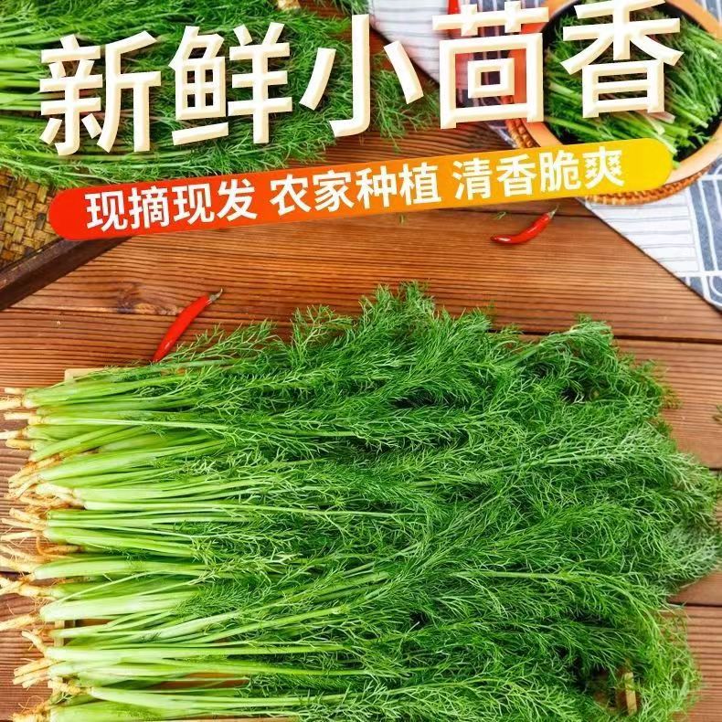 带根小茴香小茴香菜新鲜包邮