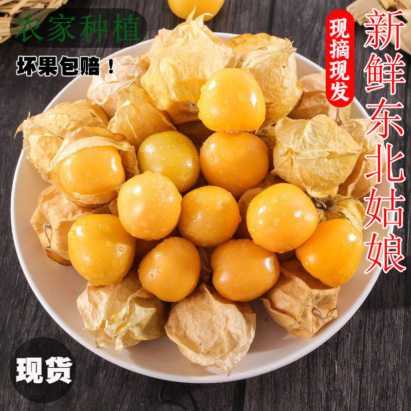 顺丰现摘东北姑娘果新鲜大果菇娘果旗舰店当季水果黄灯笼果5姑鸟