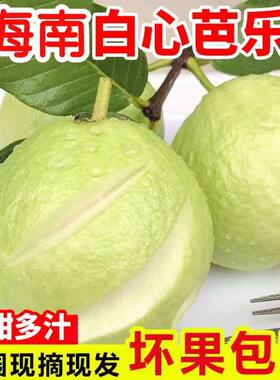 软糯白心芭乐10斤装水果当季现摘奶油白番石榴应季新鲜巴乐果海南
