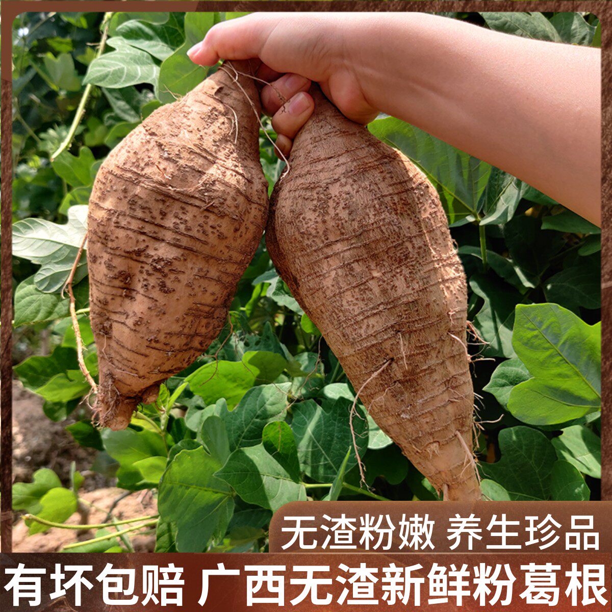 正宗广西和平葛根新鲜现挖10斤粉葛无渣生吃葛薯葛根片柴葛煲汤5