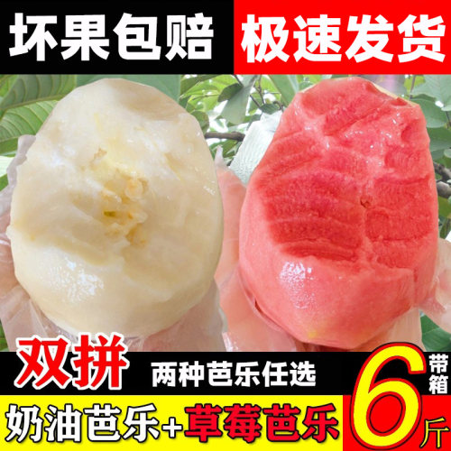 红心草莓芭乐大果白肉奶油软