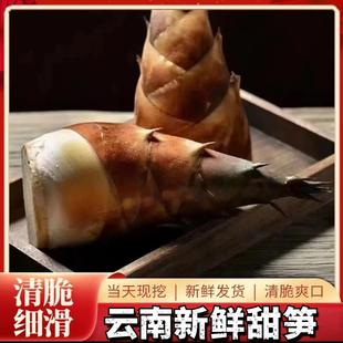 甜笋5斤 云南新鲜甜龙笋思茅普洱生吃水果竹笋鲜嫩春笋头蔬菜现挖