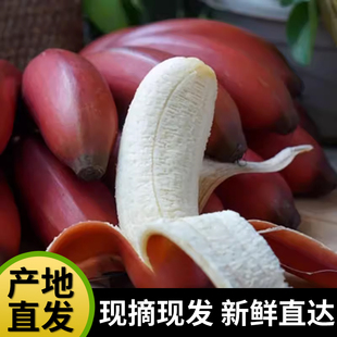 红美人香蕉10斤当季水果现摘小香焦新鲜红皮芭蕉米蕉批发整箱包邮