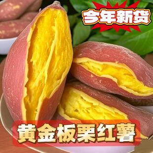 新鲜现挖黄金板栗红薯爆皮王现挖新鲜黄心粉糯非桥头地瓜番薯山芋