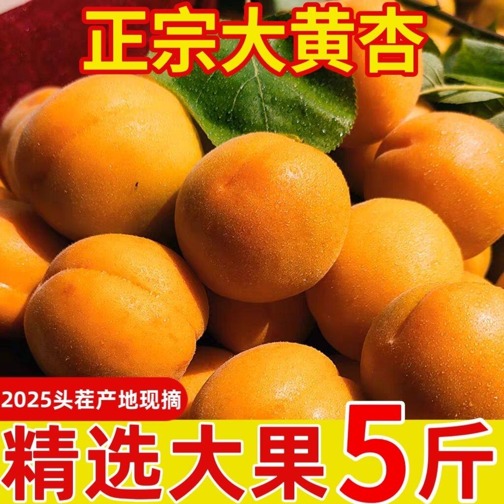 现摘头茬山西大黄杏新鲜水果当季特大巨蜜金太阳杏子酸甜杏子整箱