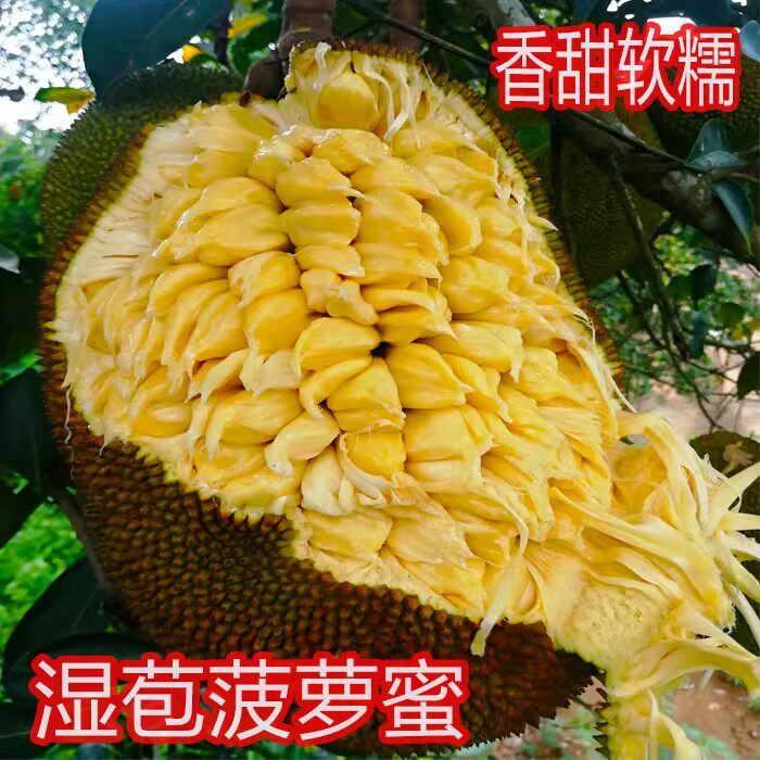 广西菠萝蜜湿苞新鲜软糯树菠萝榴莲昧当季农家野生新鲜水果包邮