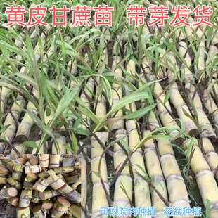 3根发货2到4芽甘蔗苗正宗广西黄皮甘蔗种子甘蔗种苗种籽红皮紫皮