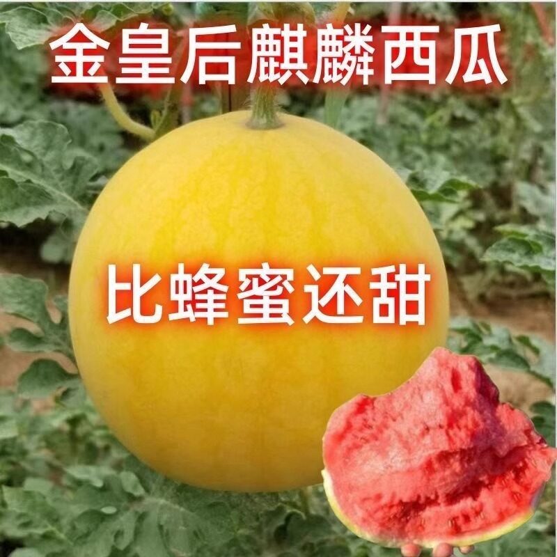 【顺丰包邮】金黄后麒麟西瓜黄金西瓜脆甜爽口黄皮西瓜礼盒装旗舰