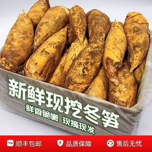 浙江临安冬笋新鲜现挖5斤特毛竹笋级鲜笋野春雷笋生冬笋马蹄甜笋