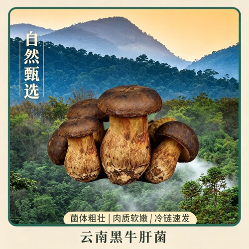 【顺丰】云南黑牛肝菌新鲜菌子时令蔬菜食用菌菇煲汤火锅酒店专用