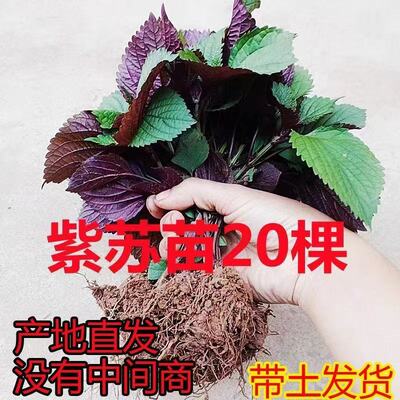 紫苏苗带土发货现摘现发农家幼紫苏苗阳台盆栽广西可种紫苏叶