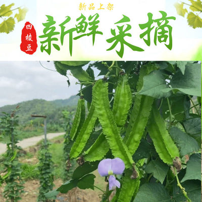 海南三亚鲜嫩四角豆绿色龙豆