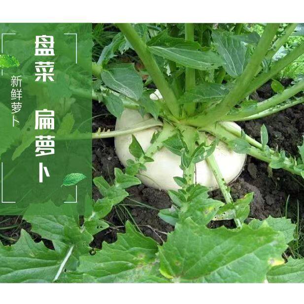 温州特产嫩盘菜扁头菜大头菜圆菜头现挖现发当季新鲜蔬菜10斤