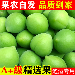 福建青梅鲜果诏安现摘青梅泡酒酸脆梅子青梅酵素当季水果5斤云南