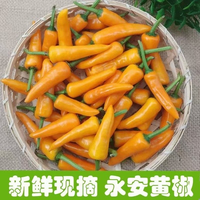 福建永安黄椒七彩小米辣