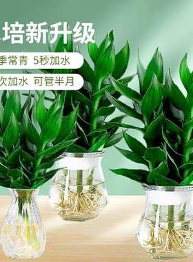 Bamboo bambusa multiplex lucky bamboo houseplants
