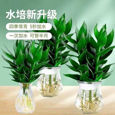 Bamboo bambusa multiplex lucky bamboo houseplants