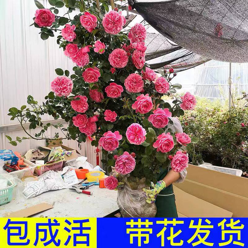 好货月季花苗特大花卉浓香庭院室外藤本植物四季开花欧月蔷薇爬藤
