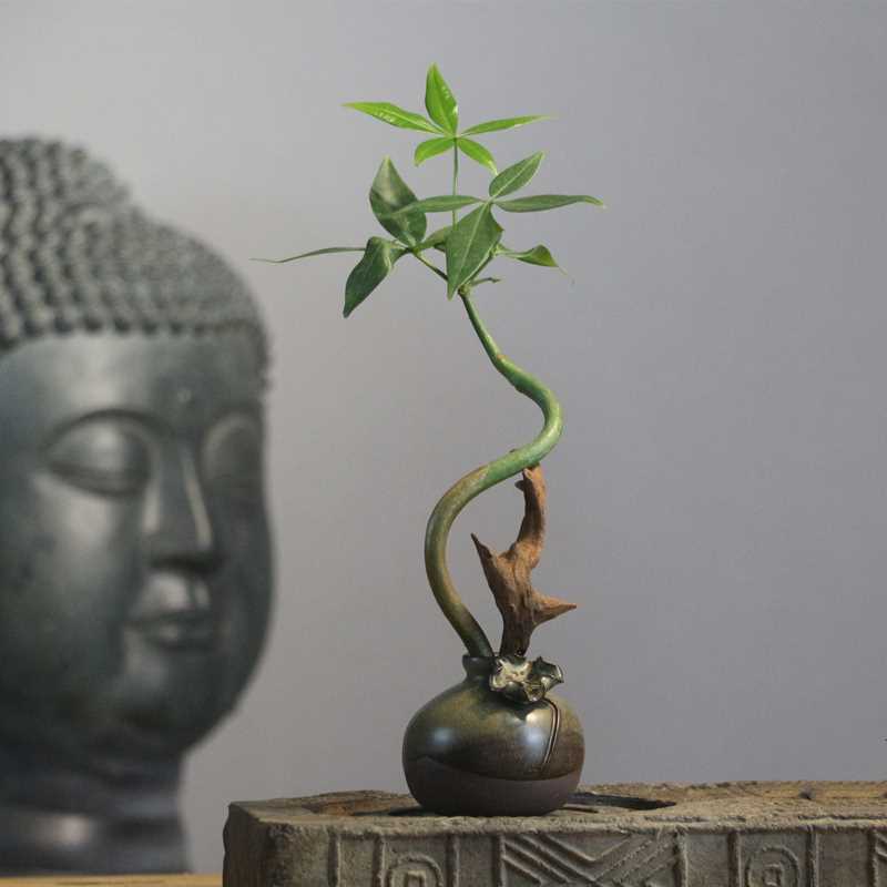 好货水培发财树易活茶宠小花器功夫茶道配件茶桌茶具盘小摆件室内