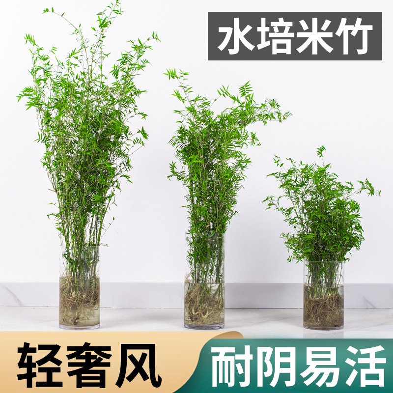 好货水培米竹带根竹子盆栽绿植物室内客厅水养南天竹小型凤尾观赏