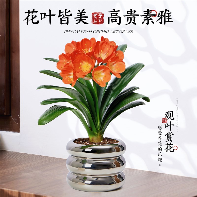 好货名贵君子兰盆栽带花苞室内外阳台花卉植物易活四季适合懒人养