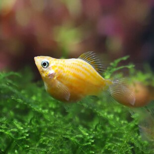 小型热带观赏鱼皮球鱼玛丽球胎生鱼生小鱼除油膜活体宠物鱼小金鱼