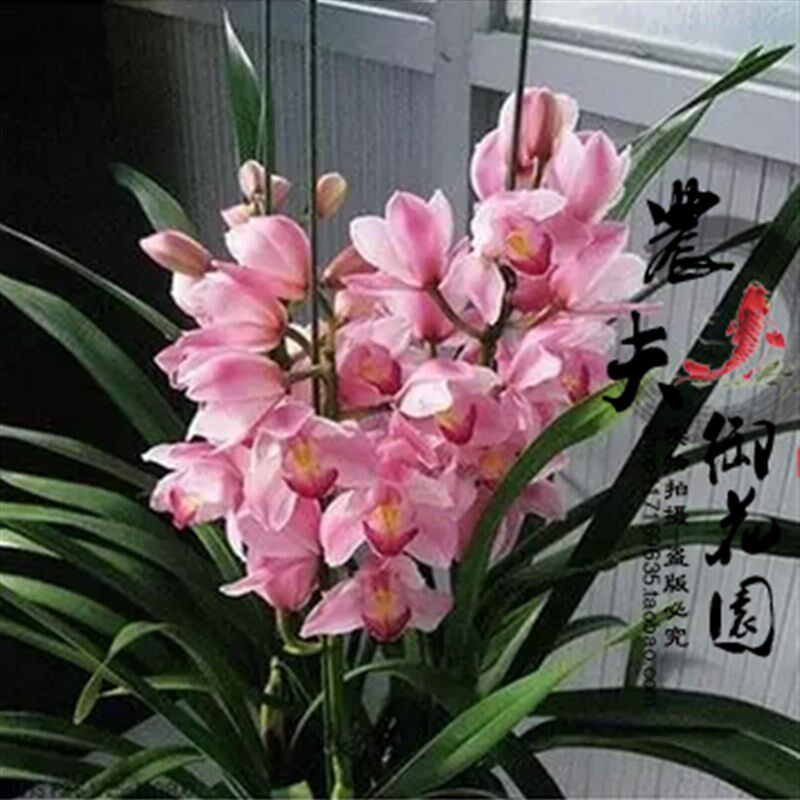 兰花苗大花惠兰苗盆栽蕙兰花苗红色浓香型室内花卉盆栽满就包邮