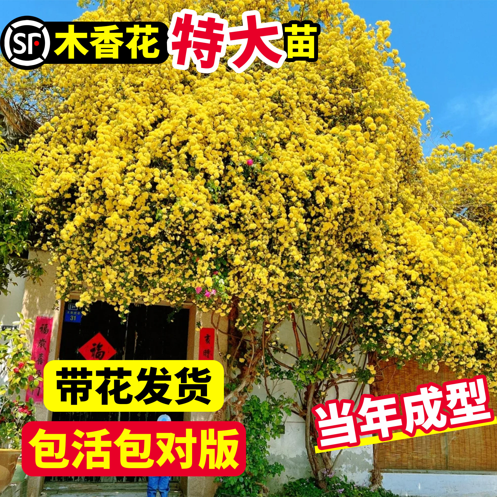 好货黄木香老桩爬藤植物大苗室内外阳台庭院红白木香花卉绿植四季图片