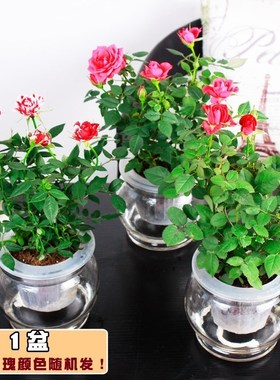 杜鹃花室内盆栽绿色植物玫瑰花卉绿萝发财树万年青水培植物