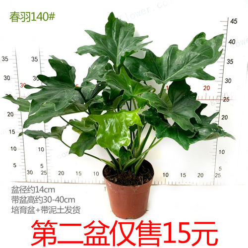 极速春羽b盆栽小天使春雨龙鳞桩室内客厅净化空气吸甲醛易养护观