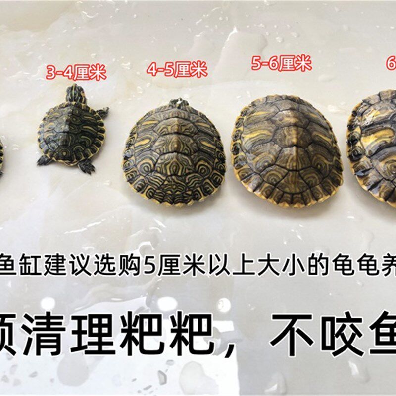 极速深水黄耳龟乌龟活物冷水长寿龟家养宠物招财小乌龟Y观赏吃粪