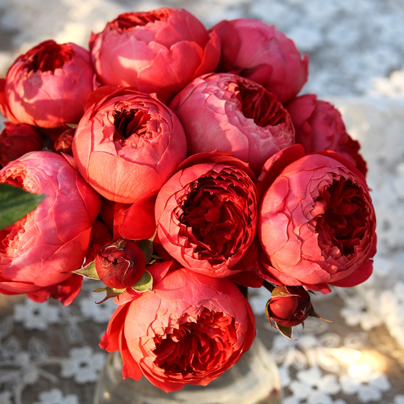 极速朱砂碗  j阳台 耐热月季玫瑰 大花多季灌木丰花月季