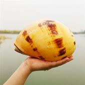 极速天然海螺贝壳l多肉种植花盆超大椰子螺壳鱼缸水族造景装 饰家