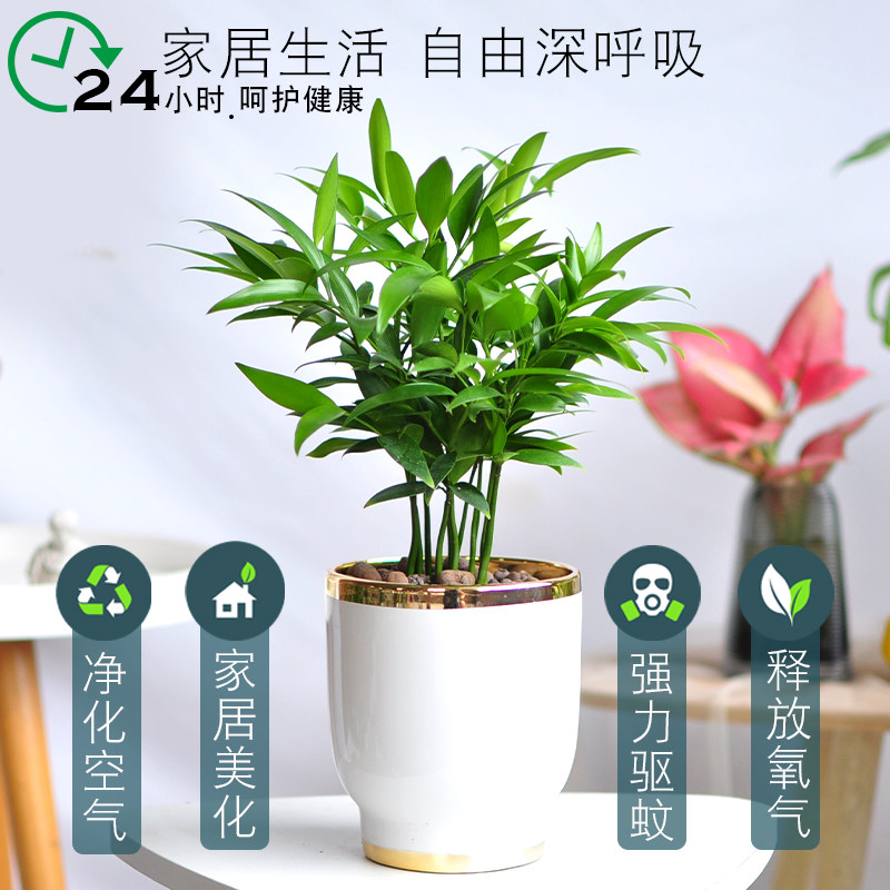 极速竹柏盆栽植物室内桌面驱蚊y虫净化空气好养活耐寒老桩长寿竹