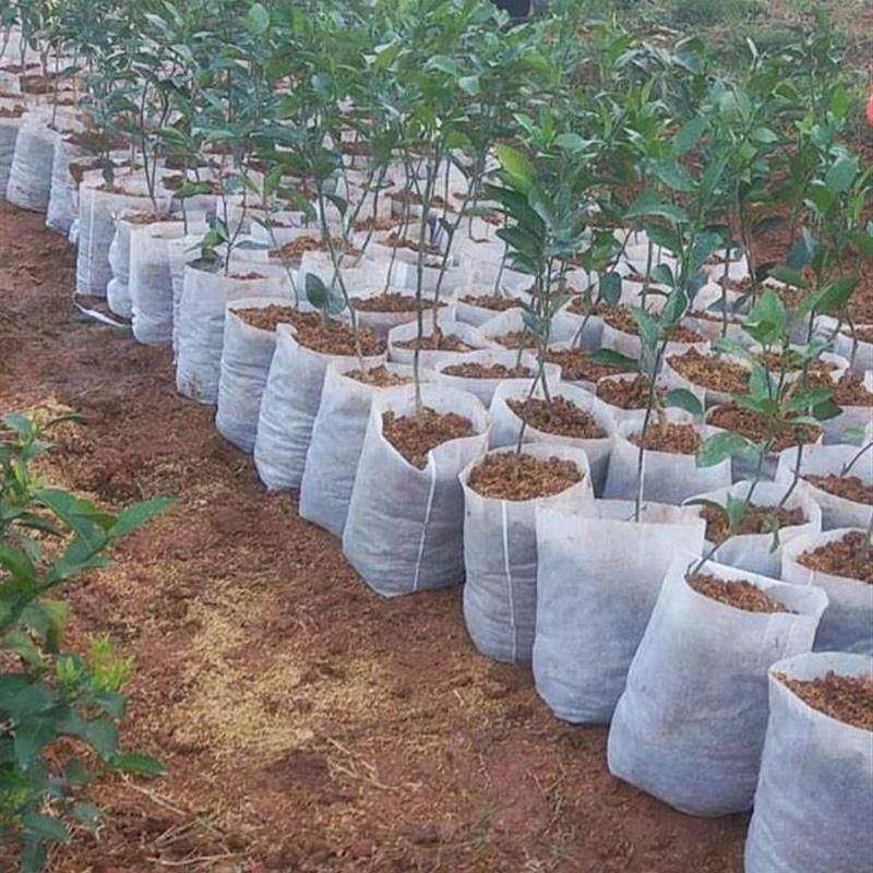 极速营养袋育苗器育苗袋培植大号装果树无纺布袋植物X园艺袋子杯