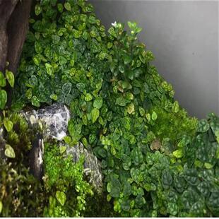 新品迷你小叶霹i雳薜荔水陆雨林缸藤蔓攀爬附生造景室内观叶绿植