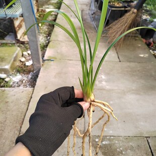 墨宝两新苗浙江兰农翠花家自然养殖四季 兰建兰Z名品红花 新款 新品