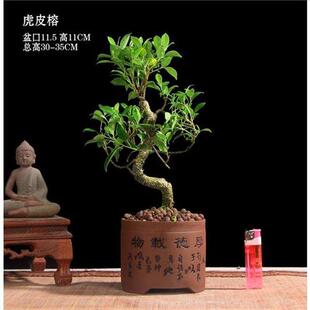 新品 常青耐寒榕树造型树桩苗室 虎皮榕盆景小叶榕树t盆栽绿植四季