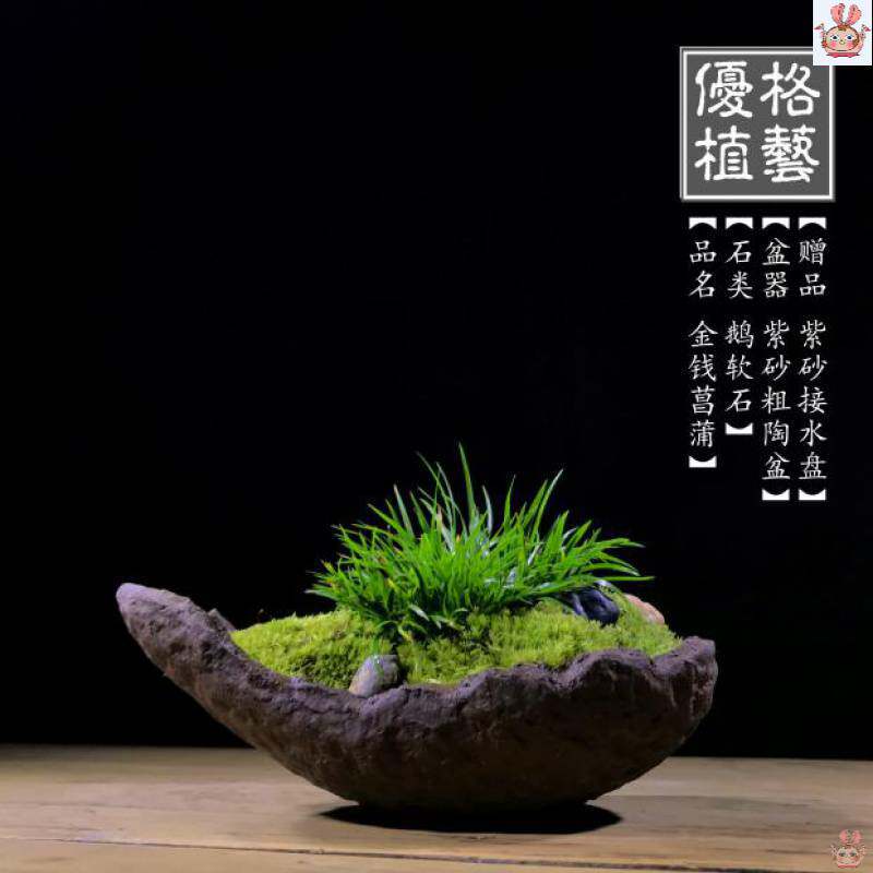 极速苔藓创意禅意室内日式文竹盆景菖蒲微型茶几盆栽茶桌小盆栽紫