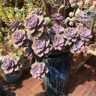 多肉肉植物紫乐悦悬崖造型超大颗棵株老桩粗杆子群生多头一物一拍