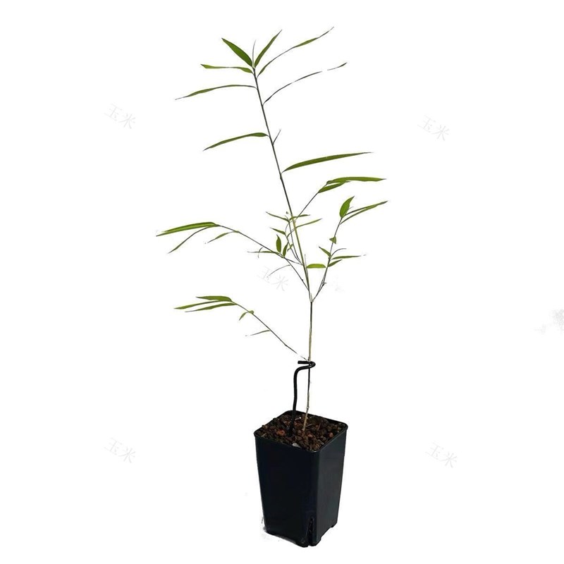 新品内门竹盆栽台湾竹花盘观赏竹室内小型红寒竹朱红寒竹盆景名贵