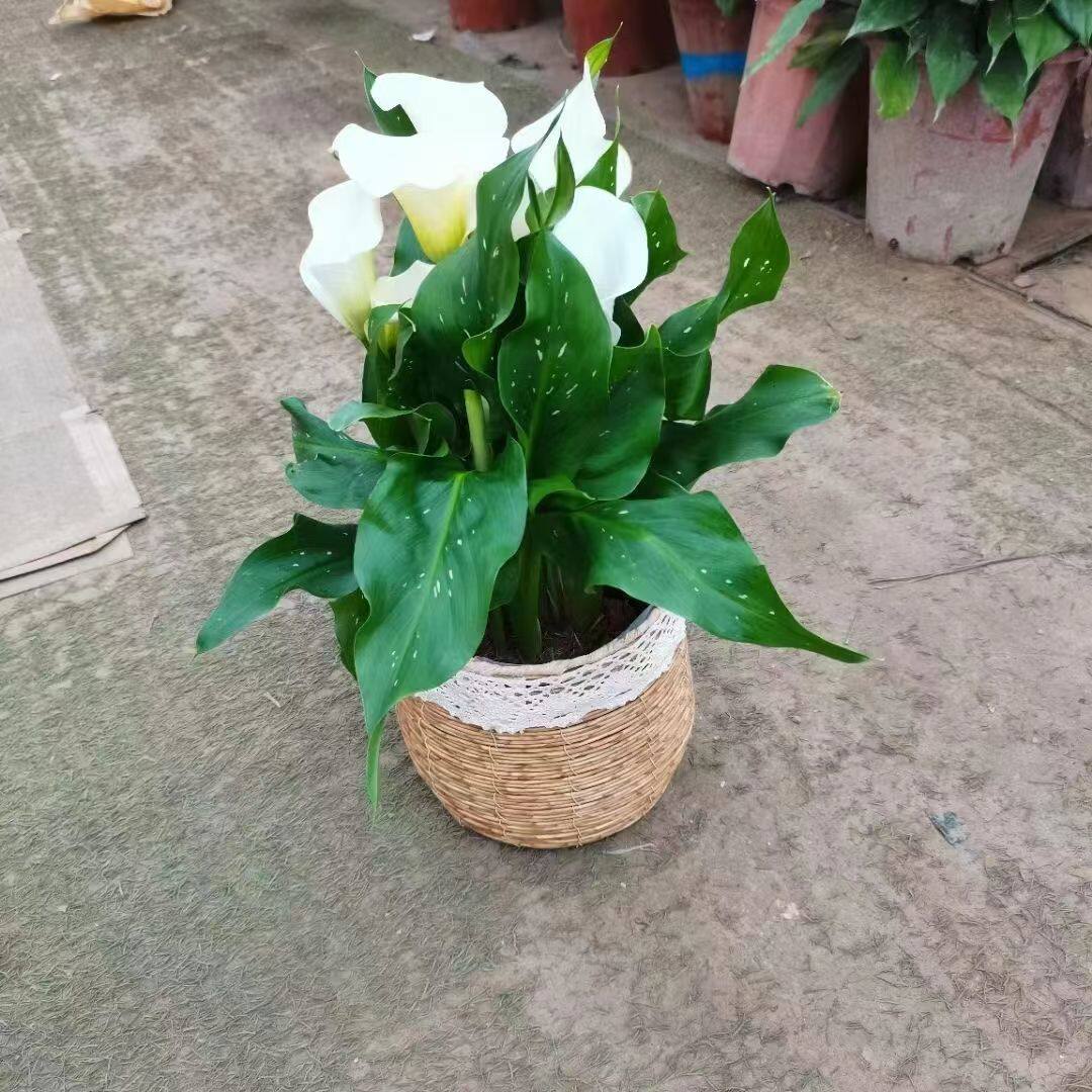 藤编花盆花篮手工编织花盆花篮插花多肉花篮