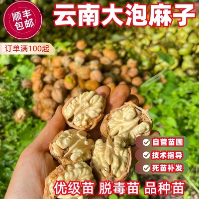 云南大泡麻子核桃树早熟丰产软糯